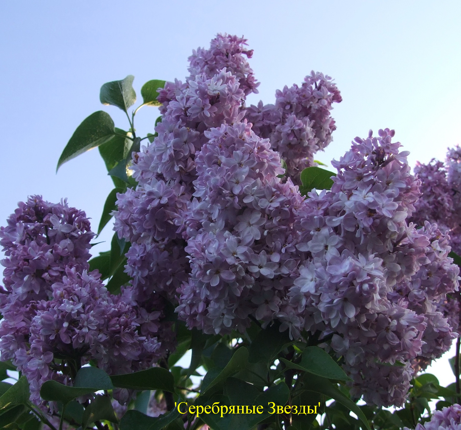Сирень обыкновенная Серебрянные Звезды
